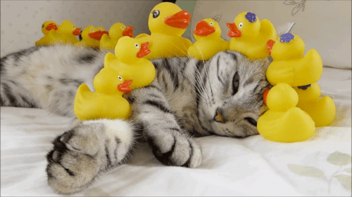 Don’t blame your cat, talk to your duck (includes chapter 1 The Pragmatic Programmer | from journeyman to master)